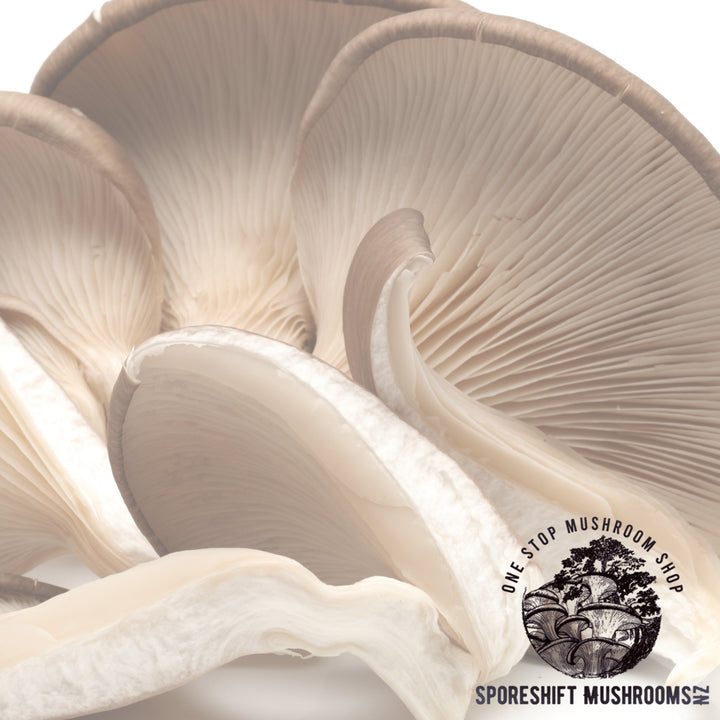 Sporeshift Mushrooms -  DIY Grey Oyster Mushroom Grow Kit